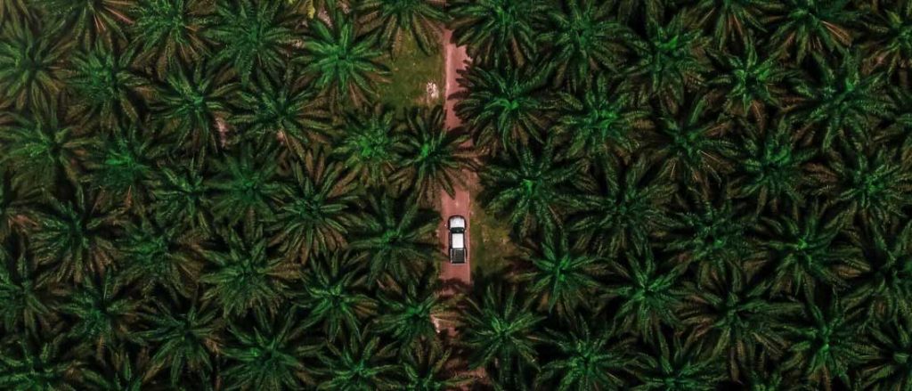Aturan Sistem Sertifikasi Perkebunan Kelapa Sawit Berkelanjutan